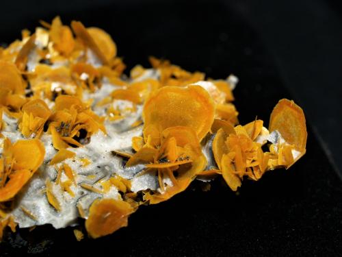 Wulfenite<br />Región Autónoma Uigur de Xinjiang, China<br /><br /> (Author: Joseph DOliveira)