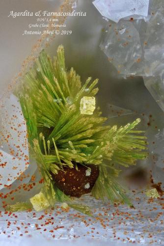 'Agardita' ['Agardite'] y Farmacosiderita [Pharmacosiderite]<br />Mina Clara, Valle Rankach, Oberwolfach, Wolfach, Selva Negra, Baden-Württemberg, Alemania<br />1,4 mm.<br /> (Autor: Antonio Abril)