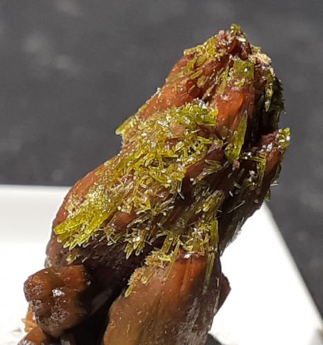 Descloizite, Pyromorphite<br />Mina Valaury, Plan-de-la-Tour, Draguignan, Var, Provence-Alpes-Côte d'Azur, Francia<br />2,5 x 1 cm<br /> (Author: Volkmar Stingl)