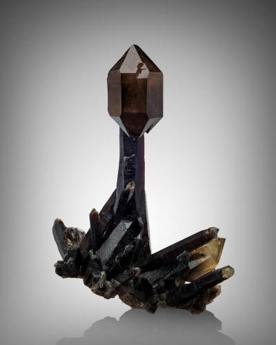 Quartz (varieties smoky and scepter)<br />Monte Petersen, Zona Hallelujah Junction, Condado Washoe, Nevada, USA<br />22.5 x 17 x 30 cm / main crystal: 29 cm<br /> (Author: MIM Museum)