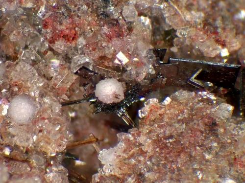 Tridimita, Armalcolita-Pseudobrookia (Serie), Enstatita, Fluoroflogopita, Sanidina<br />Canteras de La Aljorra, Cerro de la Cabezuela (Volcán de la Aljorra), La Aljorra, Cartagena, Comarca Campo de Cartagena, Región de Murcia (Murcia), España<br />Campo de visión 10 mm.<br /> (Autor: Antonio P. López)