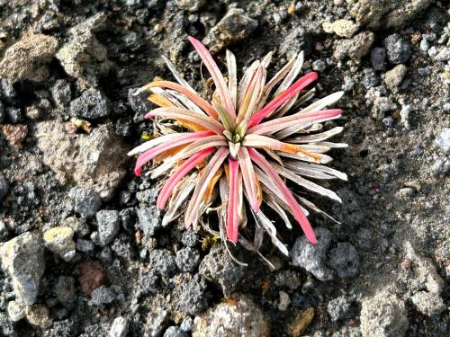 A pesar de la aridez del terreno, alguna forma de vida aparece, como esta Tillandsia. (Autor: Antonio P. López)