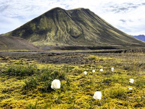 La gran variedad de colores que se observan en Landmannalaugar proceden de la alteración de las riolitas y obsidianas. Pero, en este caso, el color verdoso de las laderas del cono volcánico lo origina el musgo que aparece en los meses de verano. (Autor: Antonio P. López)