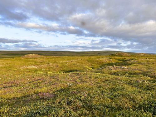 Las coladas de basalto de la región de Norðurland son de finales del Pleistoceno y principios del Holoceno y están cubiertas de diferentes tipos de musgo y líquenes. (Autor: Antonio P. López)