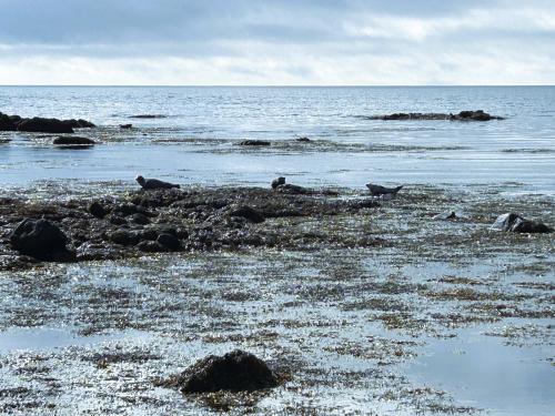 Este océano en calma permite observar a escasa distancia colonias de focas comunes (Phoca vitulina) tomando el sol plácidamente sobre las rocas de la playa. (Autor: Antonio P. López)