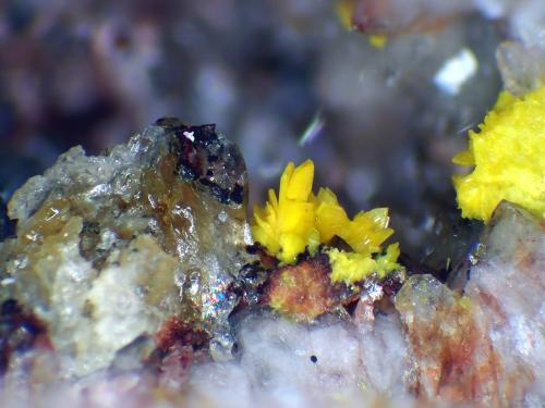 Bergenita<br />Cantera Streuberg, Distrito minero Zobes y Bergen, Vogtlandkreis, Sajonia/Sachsen, Alemania<br />Cristales de hasta 2 mm.<br /> (Autor: Antonio P. López)