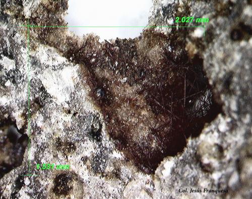 Vonsenita.<br />Complesso Somma-Vesuvio, Ciudad metropolitana de Nápoles, Campania, Italia<br />2´02 x1´53 mm.<br /> (Autor: Jesus Franquesa Baucells)