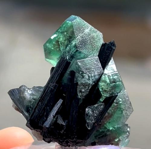 Fluorite, Schorl<br />Monte Erongo, Usakos, Región Erongo, Namibia<br />41 mm x 36 mm. Largest crystal: 16 mm<br /> (Author: Carles Millan)