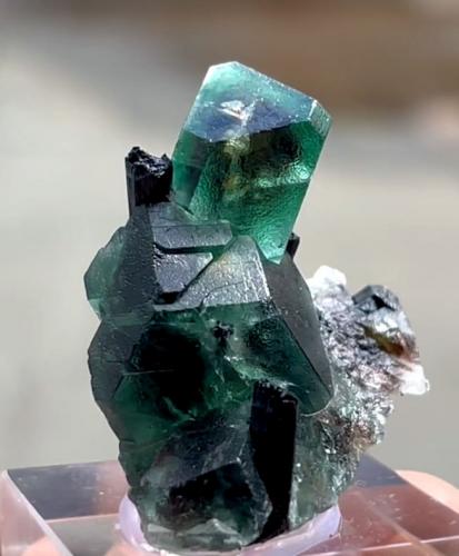 Fluorite, Schorl<br />Monte Erongo, Usakos, Región Erongo, Namibia<br />41 mm x 36 mm. Largest crystal: 16 mm<br /> (Author: Carles Millan)