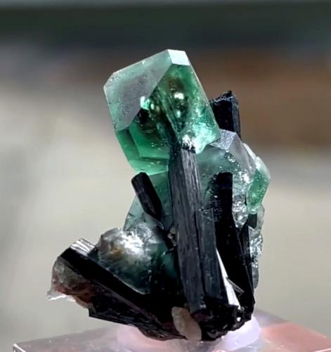 Fluorite, Schorl<br />Monte Erongo, Usakos, Región Erongo, Namibia<br />41 mm x 36 mm. Largest crystal: 16 mm<br /> (Author: Carles Millan)