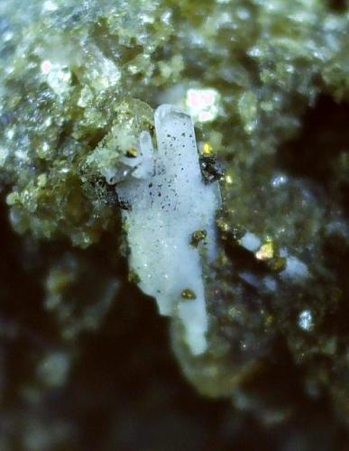 Whewellite, Pyrite<br />Paitzdorf, Yacimiento Ronneburg U, Gera, Distrito Greiz, Turingia/Thüringen, Alemania<br />2,2 x 1,8 cm<br /> (Author: Volkmar Stingl)