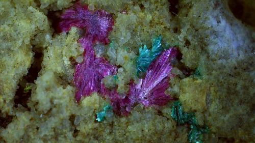 Erythrite, Tirolite<br />Galería Stocker, distrito minero Silberberg, Reith im Alpbachtal, Distrito Kufstein, Valle Inn, Tirol Norte, Tirol, Austria<br />2,5 x 2 cm<br /> (Author: Volkmar Stingl)