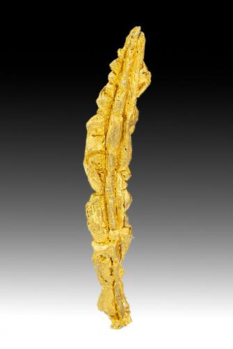 Gold<br />Aouint Ighoman, Provincia Assa-Zag, Región Guelmim-Oued Noun, Marruecos<br />25 mm x 3 mm x 2 mm<br /> (Author: Carles Millan)