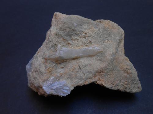 Celestina<br />Agost, Comarca Campo de Alicante, Alicante / Alacant, Comunidad Valenciana / Comunitat Valenciana, España<br />7,5 x 5 x 4 cm<br /> (Autor: Antonio Alcaide)