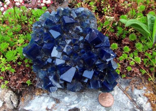 fluorite<br />Mina Rogerley, Frosterley, Weardale, North Pennines Orefield, County Durham, Inglaterra / Reino Unido<br />12 cm across<br /> (Author: Jesse Fisher)