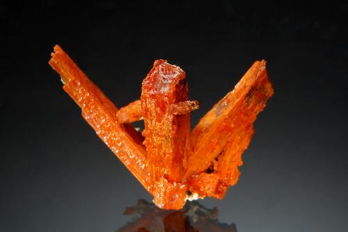 Crocoite<br />Mina Adelaide, Campo minero Dundas, Distrito Zeehan, Consejo Costa Oeste, Tasmania, Australia<br />2.3 x 2.9 cm<br /> (Author: crosstimber)