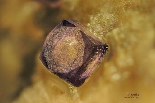 Fluorita<br />Distrito Namakwa (Namaqualand), Provincia Septentrional del Cabo, Sudáfrica<br />3,5 x 3 x 1 cm<br /> (Autor: Antonio Alcaide)