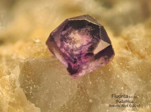 Fluorita<br />Distrito Namakwa (Namaqualand), Provincia Septentrional del Cabo, Sudáfrica<br />FOV = 1,5 mm<br /> (Autor: Antonio Alcaide)