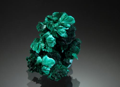 Malachite<br />Kiswishi, Lubumbashi (Elizabethville), Cinturón de cobre de Katanga, Haut-Katanga (Shaba), República Democrática del Congo (Zaire)<br />1.7 x 2.3 cm<br /> (Author: crosstimber)