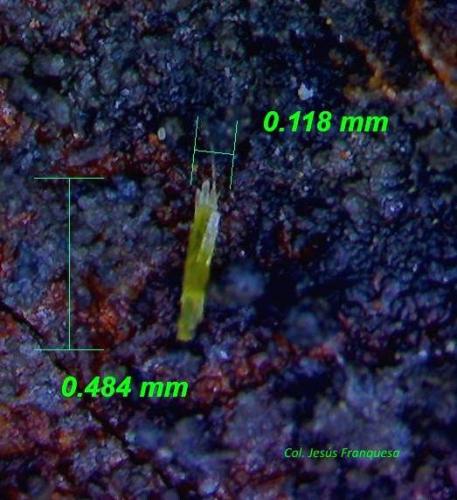 Piromorfita.<br />Minas Can Magre, Vidreres, Comarca La Selva, Gerona / Girona, Cataluña / Catalunya, España<br />0´484 x 0´118 mm.<br /> (Autor: Jesus Franquesa Baucells)