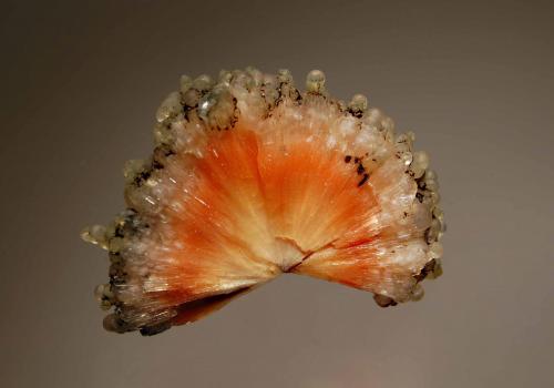 Scolecite<br />Chandanapuri, Samgamner, Distrito Ahmadnagar, Maharashtra, India<br />3.6 x 4.7 cm<br /> (Author: crosstimber)