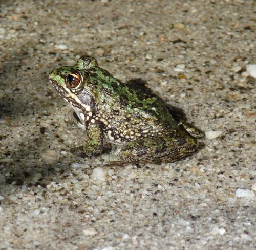 An inhabitant of the small mountain streams high up in the mountains.  I also saw a water snake, but could not photograph it. (Author: Pierre Joubert)