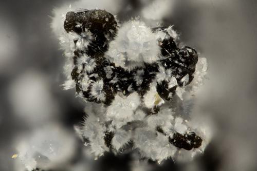 Cowlesite<br />Arroyo Burnt Cabin, Spray, Condado Wheeler, Oregon, USA<br />FOV = 1.4 mm<br /> (Author: Doug)