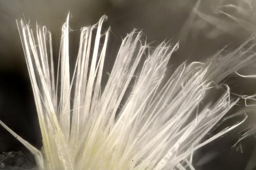 Mesolite<br />Cantera Upper Ritter, Ritter, Condado Grant, Oregon, USA<br />FOV = 3.8 mm<br /> (Author: Doug)