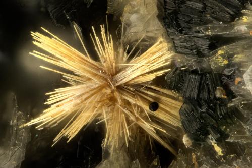 Rutile<br />Zona Hansen Creek Crystal, arroyo Hansen, North Bend, Condado King, Washington, USA<br />FOV = 1.2 mm<br /> (Author: Doug)