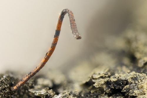 Copper<br />Cantera Beaver Valley, Shine, Condado Jefferson, Washington, USA<br />FOV = 3.0 mm<br /> (Author: Doug)