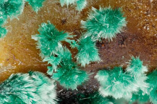 Malachite<br />Mina Gold Hill, Gold Hill, Distrito Gold Hill, Condado Tooele, Utah, USA<br />FOV = 3.0 mm<br /> (Author: Doug)