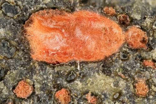 Cuprite<br />Copper Flat, Hillsboro, Distrito Hillsboro, Condado Sierra, New Mexico, USA<br />FOV = 3.2 mm<br /> (Author: Doug)