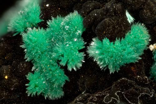 Malachite<br />Mina Mohawk, Colina Mohawk, Montes Clark, Distrito Clark Mountain (Distrito Clark), Condado San Bernardino, California, USA<br />FOV = 3.2 mm<br /> (Author: Doug)