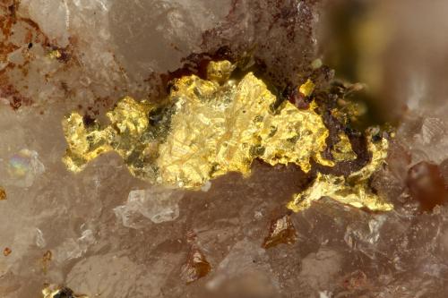 Gold<br />Mina Star Extension 2, Colinas White, Montes Cerbat (Cordillera Cerbat), Distrito Gold Basin, Condado Mohave, Arizona, USA<br />FOV = 1.3 mm<br /> (Author: Doug)