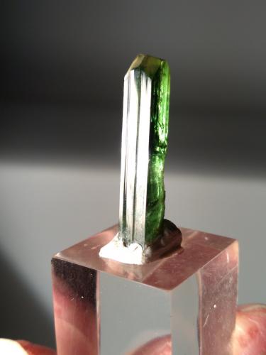 Diopside (variety chromian diopside)<br />Afloramientos de diopsido del Monte Cervandone, Zona Monte Cervandone, Alpe Devero, Baceno, Valle Ossola, Provincia Verbano-Cusio-Ossola, Piamonte (Piemonte), Italia<br />23 mm x 4,2 mm<br /> (Author: Sante Celiberti)