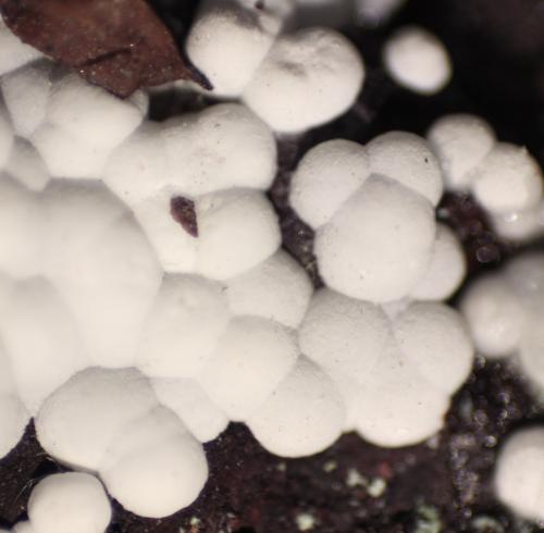 Aragonite<br />Concesión La Cena del Depósito, Huércal-Overa, Comarca Levante Almeriense, Almería, Andalucía, España<br />Detail<br /> (Author: Firmo Espinar)