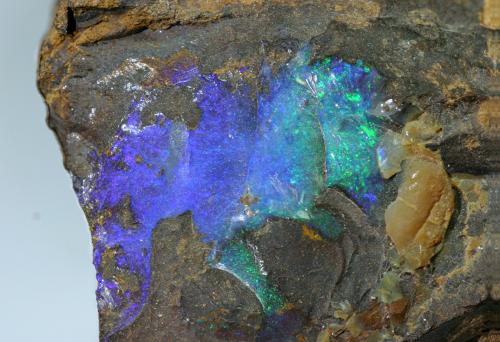 Ópalo (variedad boulder opal)<br />Quilpie, Condado Quilpie, Queensland, Australia<br />encuadre 25x25 mm<br /> (Autor: Ramon A  Lopez Garcia)