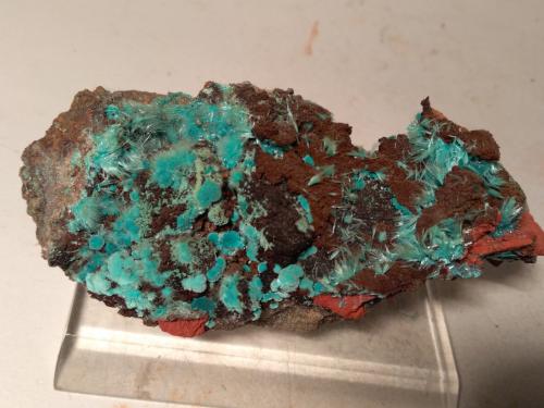 Aurichalcite, Rosasite<br />Campiglia Marittima, Campigliese, Provincia Livorno, Toscana, Italia<br />10,5 x 6 cm<br /> (Author: Sante Celiberti)