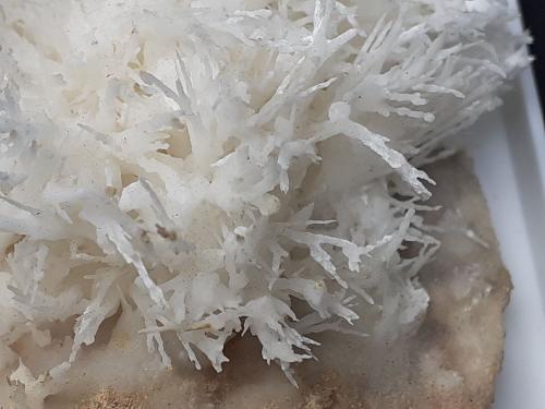 Aragonite (variety flos ferri)<br />Mina Nals-Prissian, Nalles (Nals), Provincia autónoma Tirol del Sur, Trentino-Alto Adige (Trentino-Südtirol), Italia<br />4 x 4 cm<br /> (Author: Volkmar Stingl)