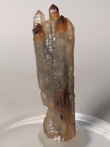 Quartz (variety prase, variety scepter), Goethite (after Pyrite)<br />Campiglia Marittima, Campigliese, Provincia Livorno, Toscana, Italia<br />55 x 18 mm<br /> (Author: Sante Celiberti)