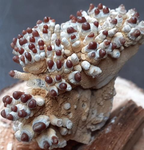 Aragonite<br />Cueva Eisriesenwelt, Werfen, St. Johann im Pongau, Hohe Tauern, Salzburgo/Salzburg, Austria<br />4,5 x 2,5 cm<br /> (Author: Volkmar Stingl)