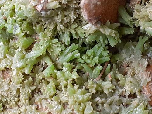 Detailed view of the Pyromorphite crystals, (Author: Volkmar Stingl)