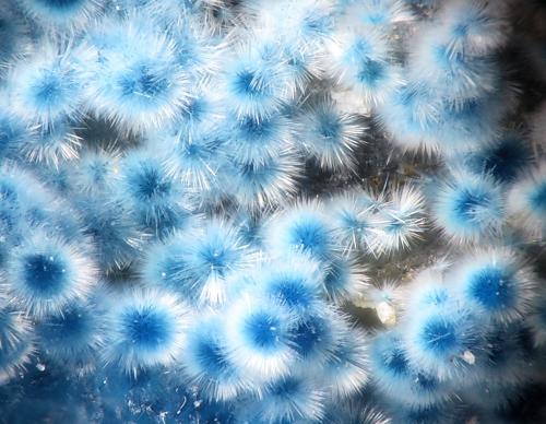 Connellita y Buttgenbachita<br />Mina Casualidad, Cordillera de los Picachos, Baños de Sierra Alhamilla, Pechina, Comarca Metropolitana de Almería, Almería, Andalucía, España<br />2.4 mm<br /> (Autor: Rewitzer Christian)