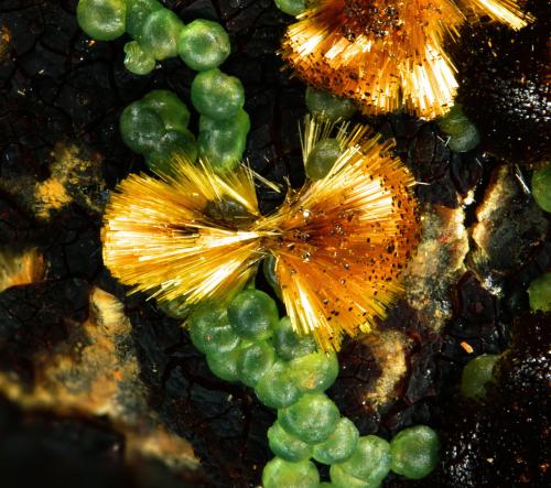 Calcosiderita y Cacoxeno<br />Minas de El Horcajo, El Horcajo, Almodóvar del Campo, Comarca Campo de Calatrava, Ciudad Real, Castilla-La Mancha, España<br />3mm<br /> (Autor: Rewitzer Christian)