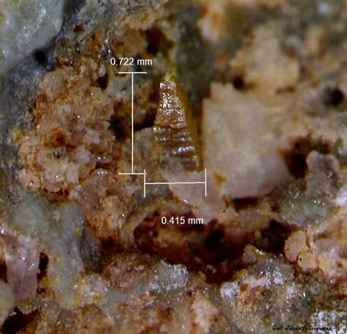 Wulfenita.<br />Mina de Vallclara, Mas de lAnglès, Vallclara, Comarca Conca de Barberà, Tarragona, Cataluña / Catalunya, España<br />0´722 x 0´415 mm.<br /> (Autor: Jesus Franquesa Baucells)