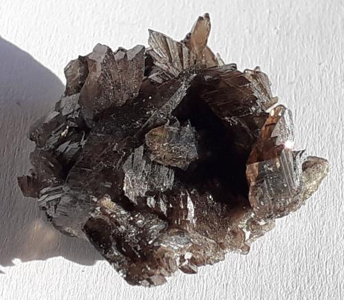 Axinite-(Fe)<br />Monte Puiva, Saranpaul, Khanty-Mansi Okrug, Tyumen Oblast, Rusia<br />2,5 x 2 cm<br /> (Author: Volkmar Stingl)