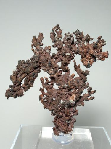 Copper<br />Mina Itauz, Dzhezkazgan, Región Karaganda, Kazajstán<br />75 x 66 mm<br /> (Author: Sante Celiberti)