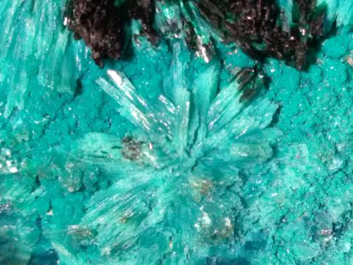 Atacamite, Libethenite, Pseudomalachite<br />Mina La Farola, Cerro Pintado, Distrito Las Pintadas, Tierra Amarilla, Provincia Copiapó, Región Atacama, Chile<br />78 x 44 mm<br /> (Author: Sante Celiberti)