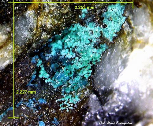 Spangolita.<br />Mina Feliz Encuentro, Sierra Almagrera, Cuevas del Almanzora, Comarca Levante Almeriense, Almería, Andalucía, España<br />2´253 x 2´227 mm.<br /> (Autor: Jesus Franquesa Baucells)