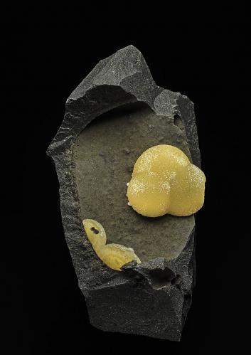 Calcite<br />Cantera Campomorto, Pietra Massa, Montalto di Castro, Provincia Viterbo, Lacio/Lazio, Italia<br />9.4 x 5.4 cm<br /> (Author: am mizunaka)